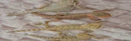Bearded Dragon reptiles for sale: 100%Het Zero Bearded Dragon baby's  - Advert 2