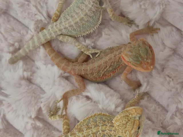 Bearded Dragon reptiles 100%Het Zero Bearded Dragon baby's - Advert 2