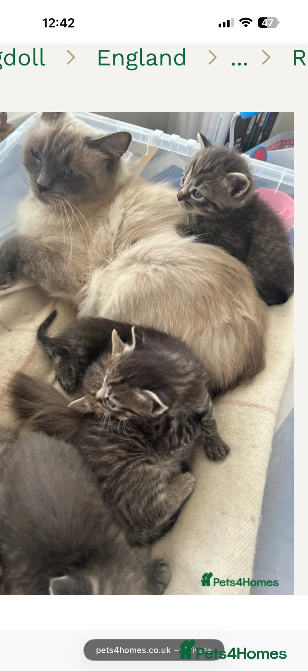 Mixed Breed cats for sale: Half ragdoll half bengal kitten - Advert 2