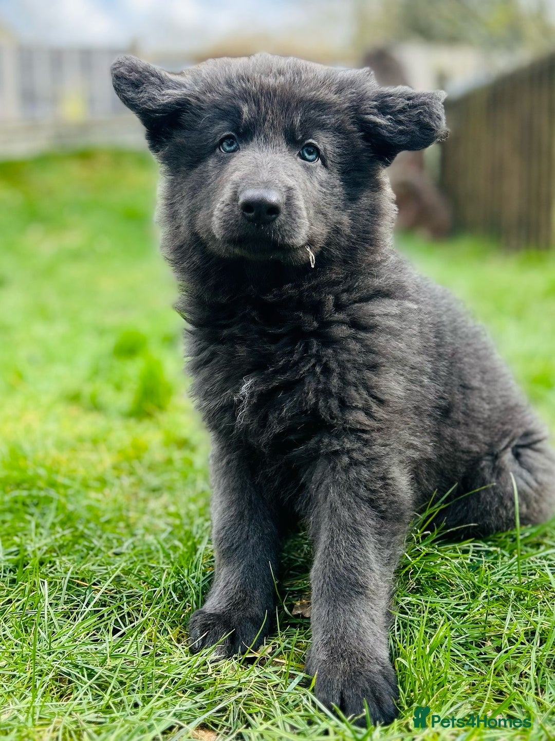 German Shepherd dogs for sale: German shepherd puppies DUE 20 th February 2026 - Advert 8