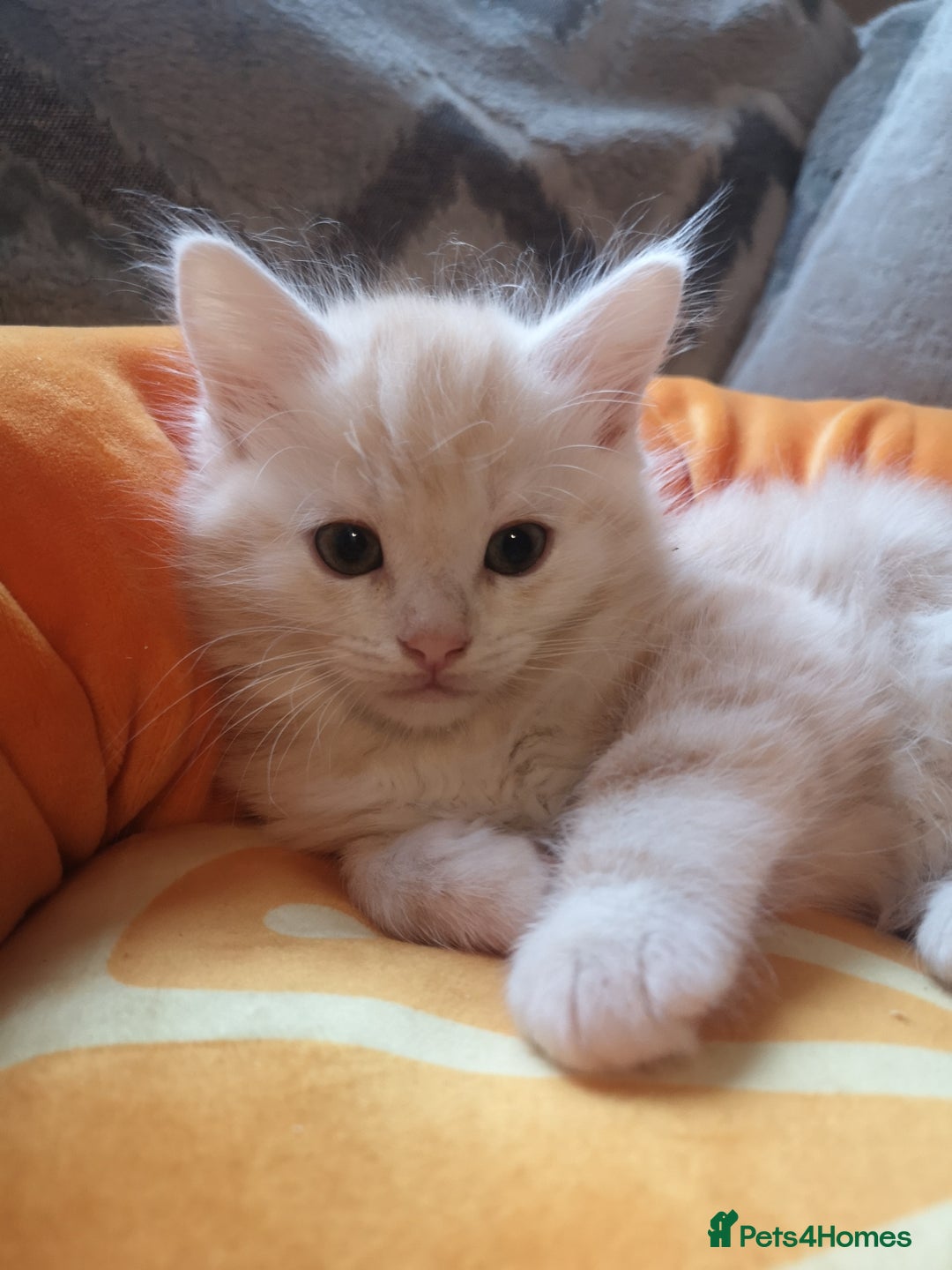 Maine Coon cats for sale: FLUFFY MAINECOON X KITTENS - Image 3