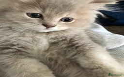 British Longhair cats for sale: British long hair kittens for sale  - Image 11