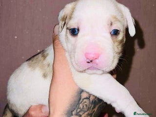 Staffordshire Bull Terrier dogs Beautiful Puppies Are Looking For New Home :) - Advert 5