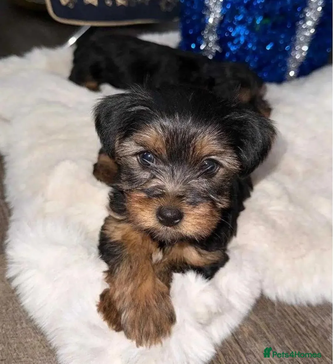Yorkshire Terrier dogs for sale: Yorkshire Terrier puppies available for sale in Rayleigh - Advert 4
