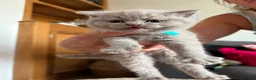 British Shorthair cats for sale: British shorthair kittens  in Holmfirth - Advert 8