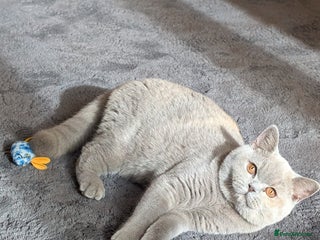 British Shorthair cats - Advert 31