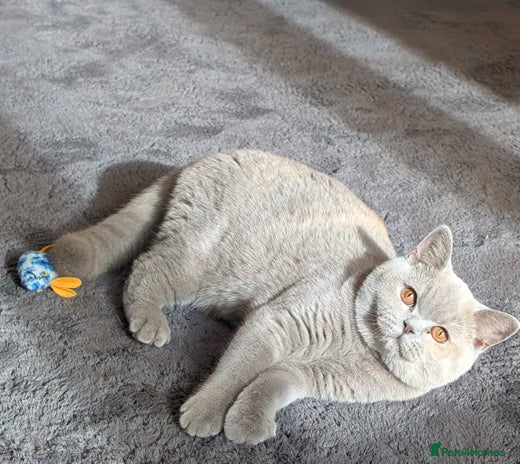 British Shorthair cats - Advert 12