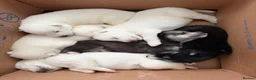 Siberian Husky dogs for sale: Siberian husky puppies - Advert 5