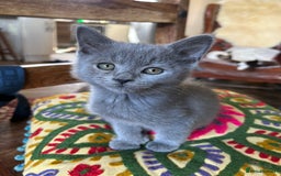 British Longhair cats for sale: One lovely British Long Hair x Exotic Persian BOY - Image 2