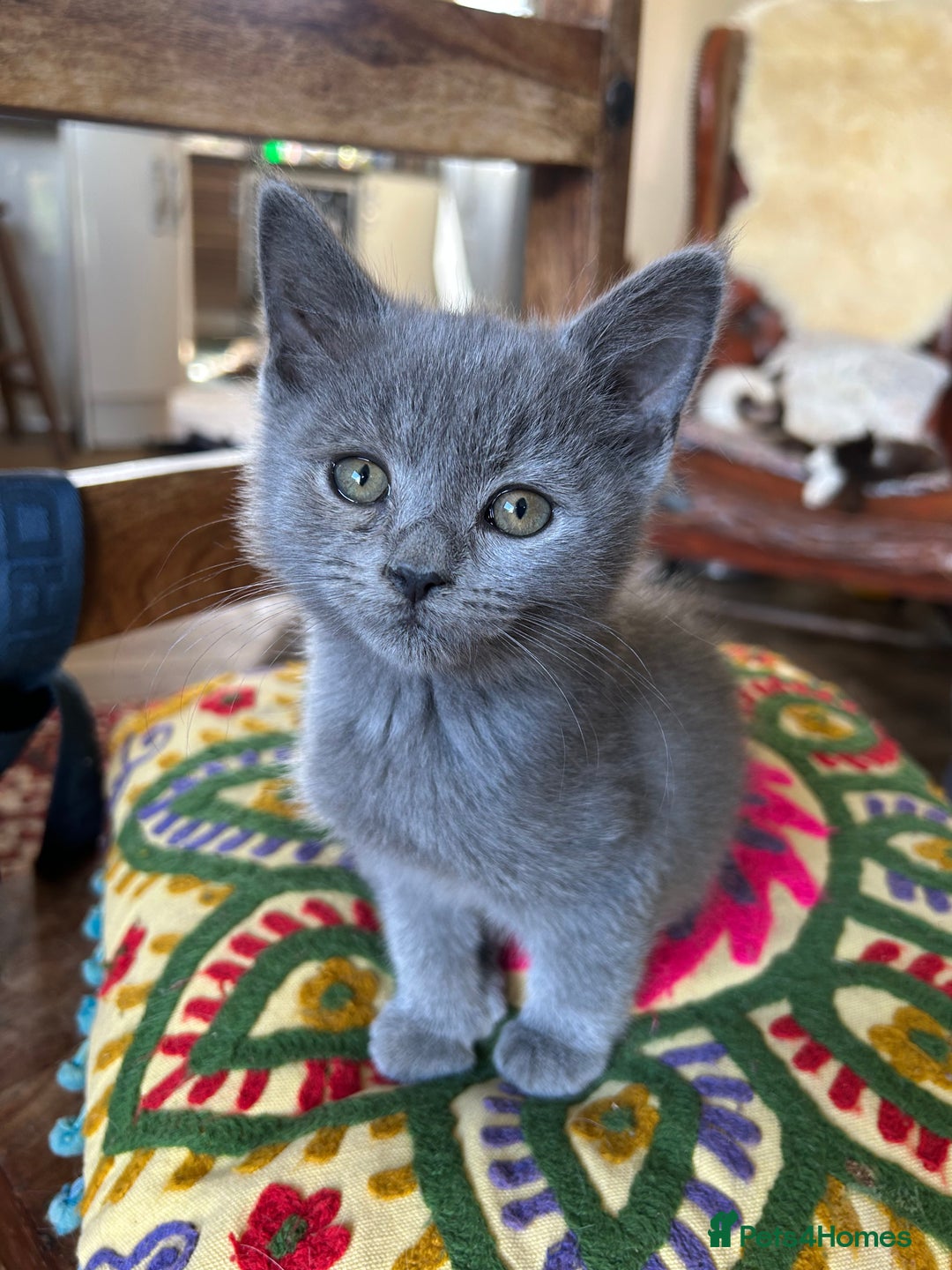 British Longhair cats for sale: One lovely British Long Hair x Exotic Persian BOY - Image 2