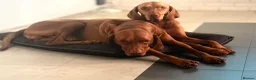 Hungarian Vizsla dogs for sale: Hungerian Viszla Puppies 🐶😍  - Advert 6