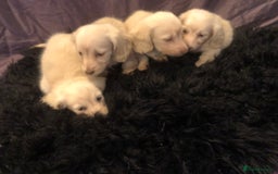 Miniature Dachshund dogs for sale: English Cream miniature dachshund  - Advert 14
