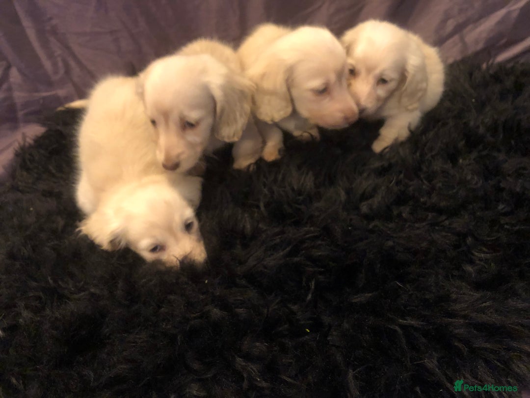 Miniature Dachshund dogs for sale: English Cream miniature dachshund  - Advert 14