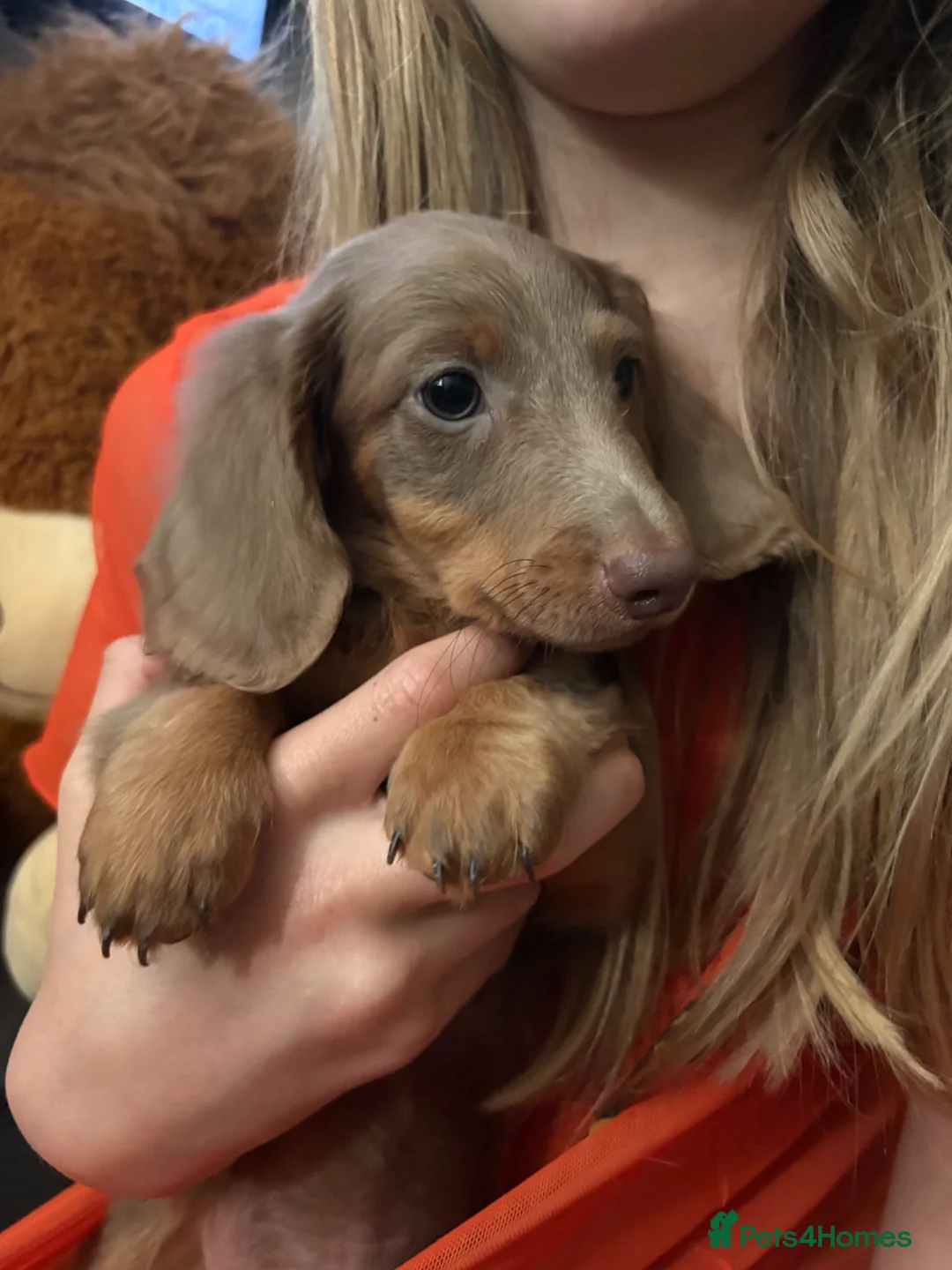 Miniature Dachshund dogs for sale: Pick of the litter mini dachshund  - Advert 2