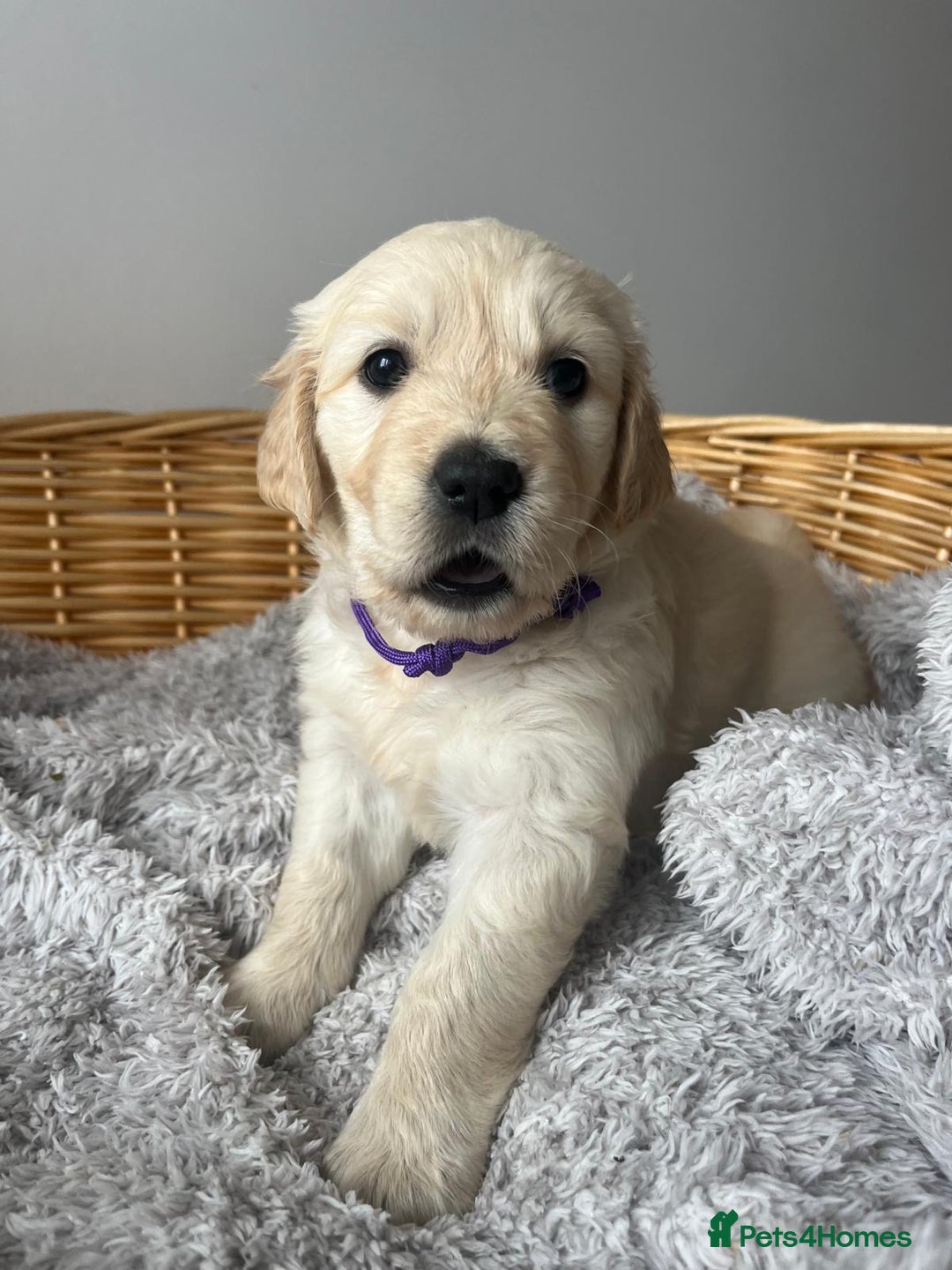 Golden Retriever dogs for sale: PURE breed, KC reg parents, gorgeous goldens - Image 6