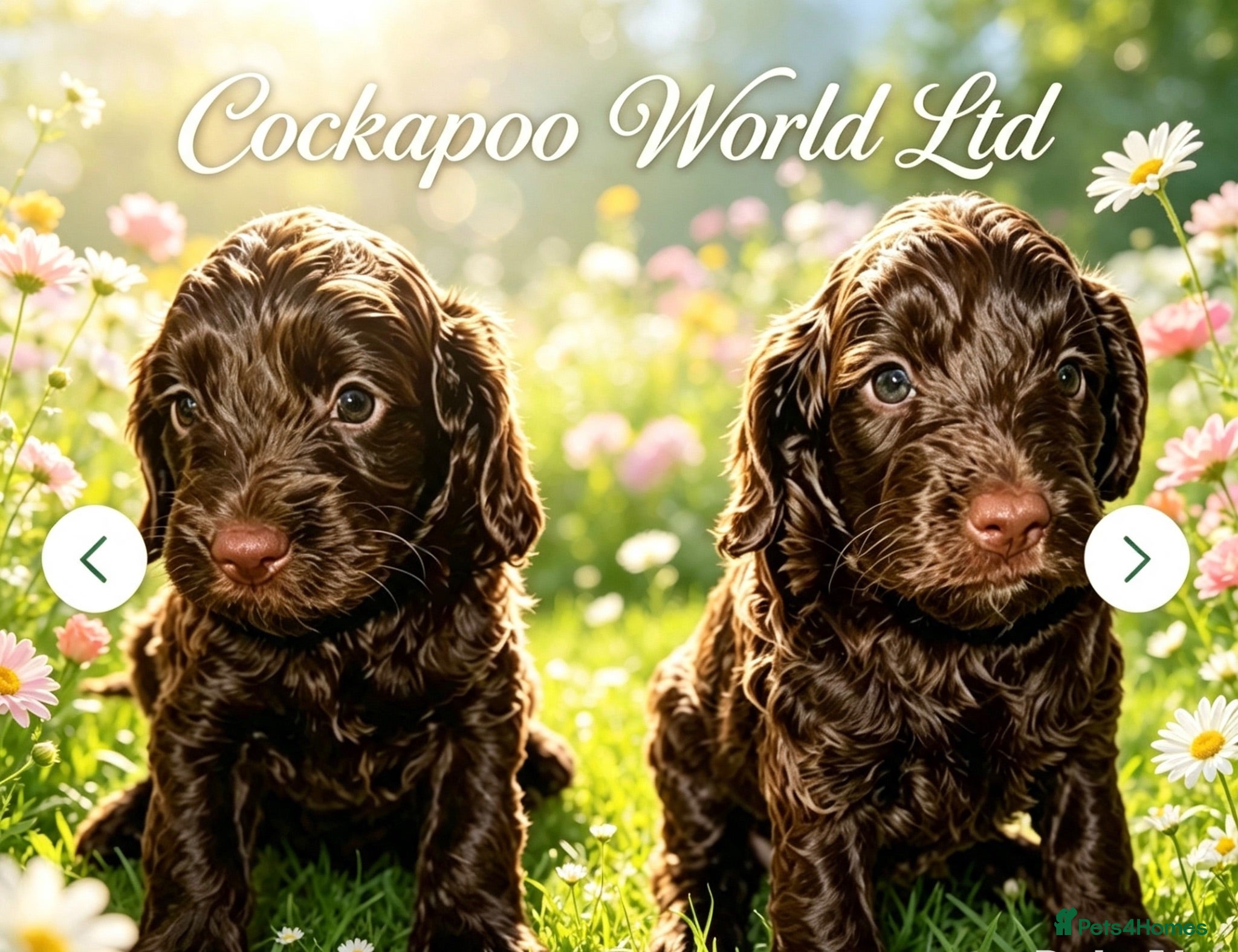 Cockapoo dogs DNA CLEAR, Stunning Cockapoos Ready 5th September  - Advert 5