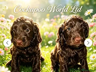 Cockapoo dogs DNA CLEAR, Stunning Cockapoos Ready 5th September - Advert 5