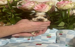 Cocker Spaniel dogs for sale: 7 gorgeous show type cocker spaniel dna clear  - Advert 8