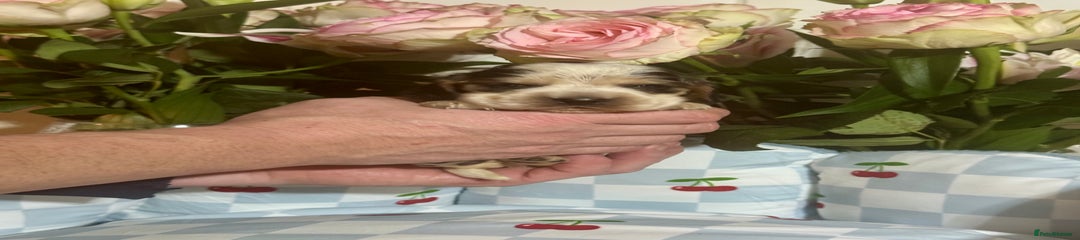 Cocker Spaniel Puppy 2