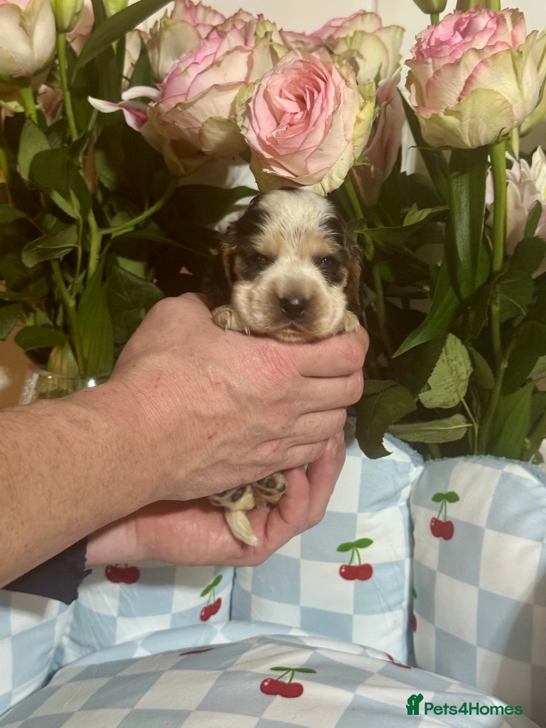 Cocker Spaniel dogs for sale: 7 gorgeous show type cocker spaniel dna clear  - Advert 8