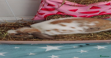 Rex rabbits - Advert 4