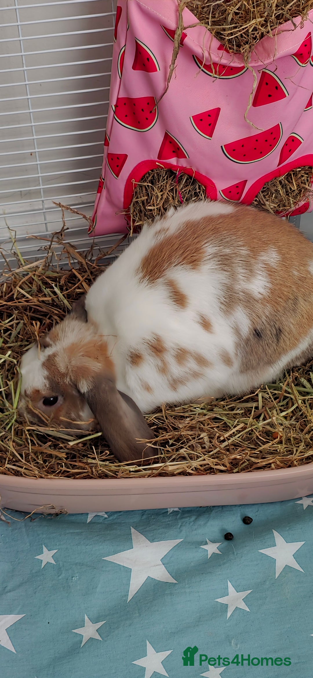 Rex rabbits for sale: 2 female rabbits - Image 2