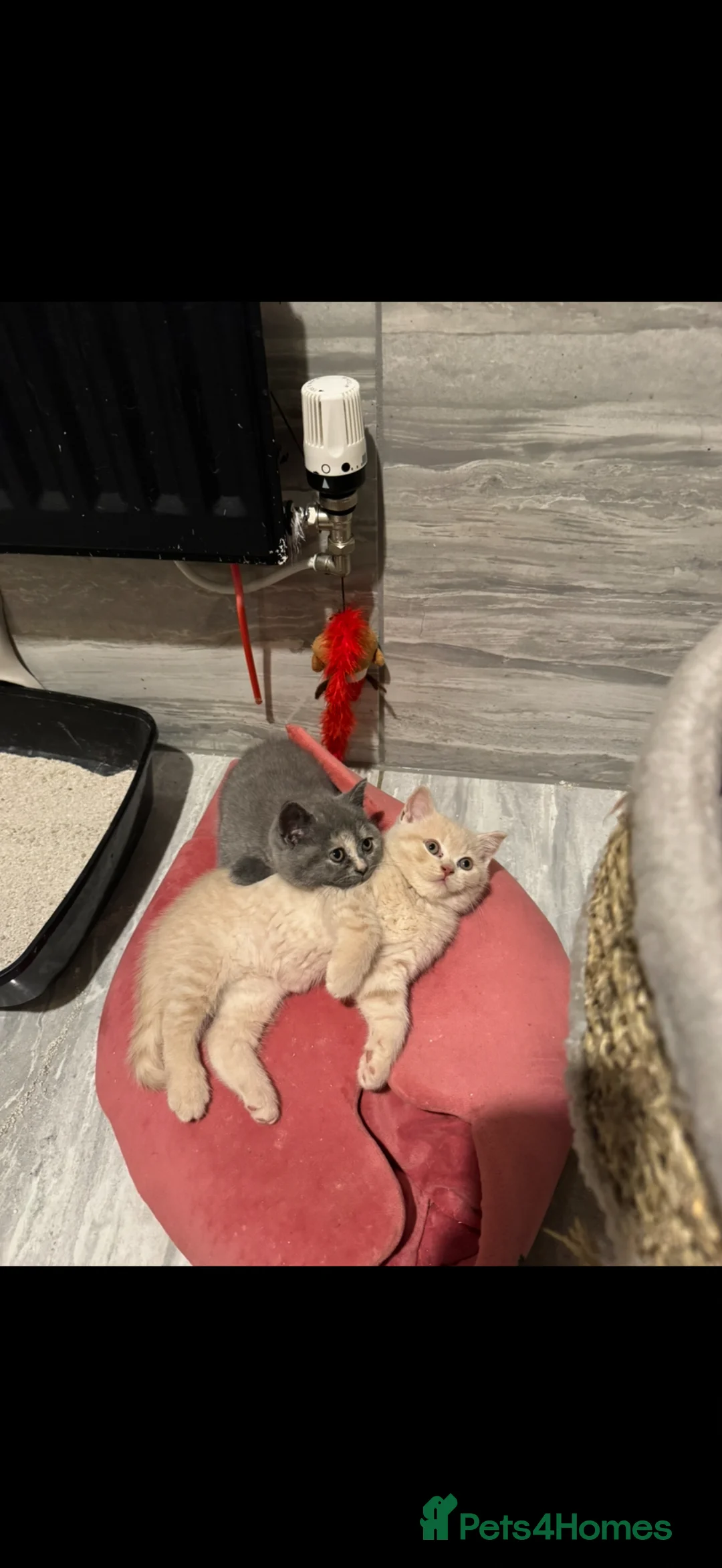 British Shorthair cats for sale: BEAUTIFUL 2 GIRLS 1 BOY BSH  - Advert 2