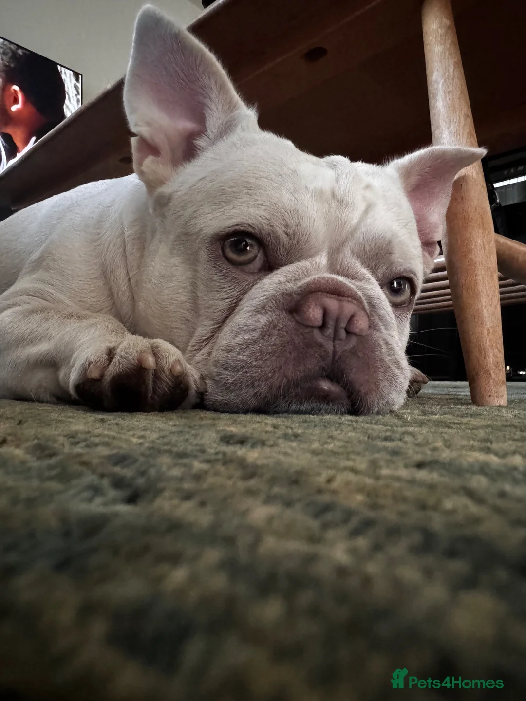 French Bulldog dogs for sale: Male French Bulldog - Advert 2