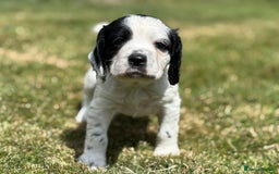 Cocker Spaniel dogs for sale: 1 beautiful boy working cocker spaniels left £650 - Image 31