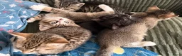 Mixed Breed cats for sale: Beautiful baby kittens looking for forever homes  - Advert 4