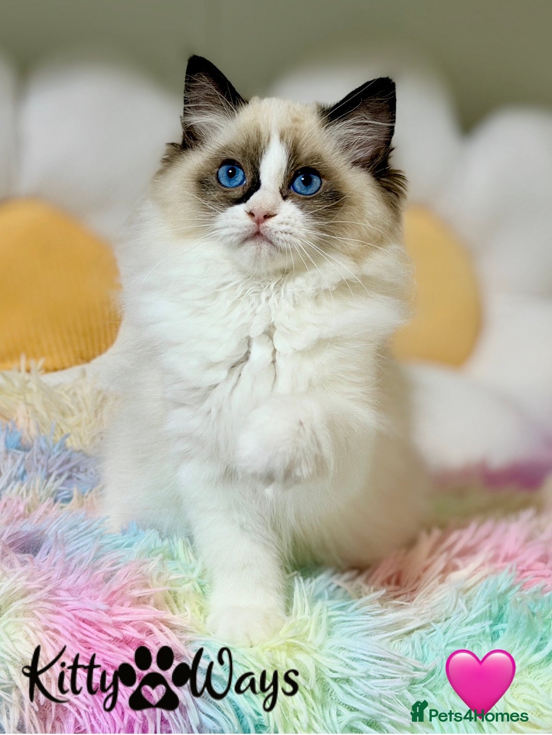 Ragdoll cats for sale: 🐾🩷TICA REG* SEAL BICOLOUR EU RAGDOLL KITTENS🩵🐾 - Advert 2