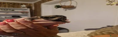 Domestic Shorthair 3