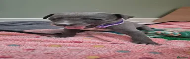 Whippet Puppy 2