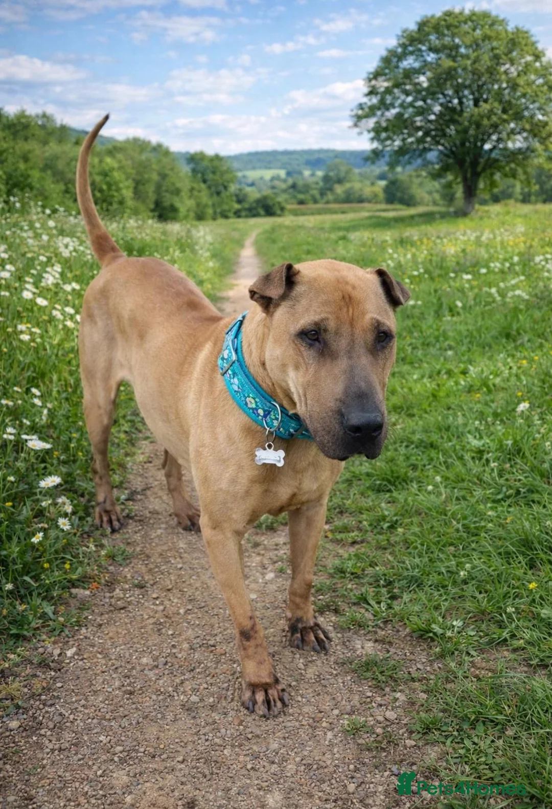 Mixed Breed dogs for adoption: NO FEE FOR FOSTER 🚨 ‼️ 🆘  - Advert 2