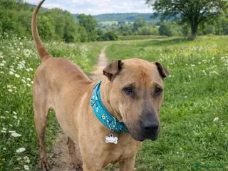 Mixed Breed dogs Reduced 🚨 Sol Aged 7 needs an urgent home - Advert 1