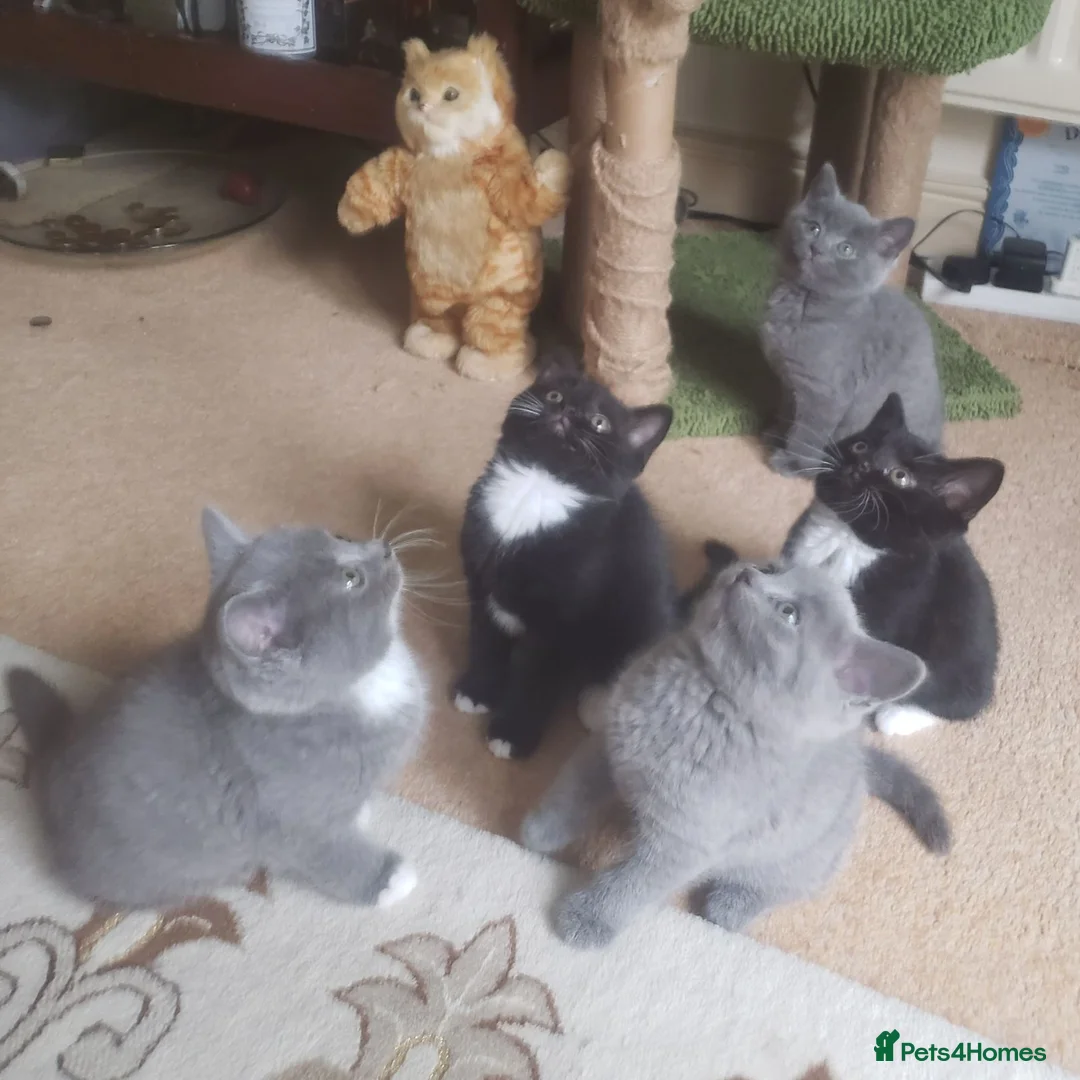 British Shorthair cats for sale: British Shorthair Mixed Litter - Advert 3