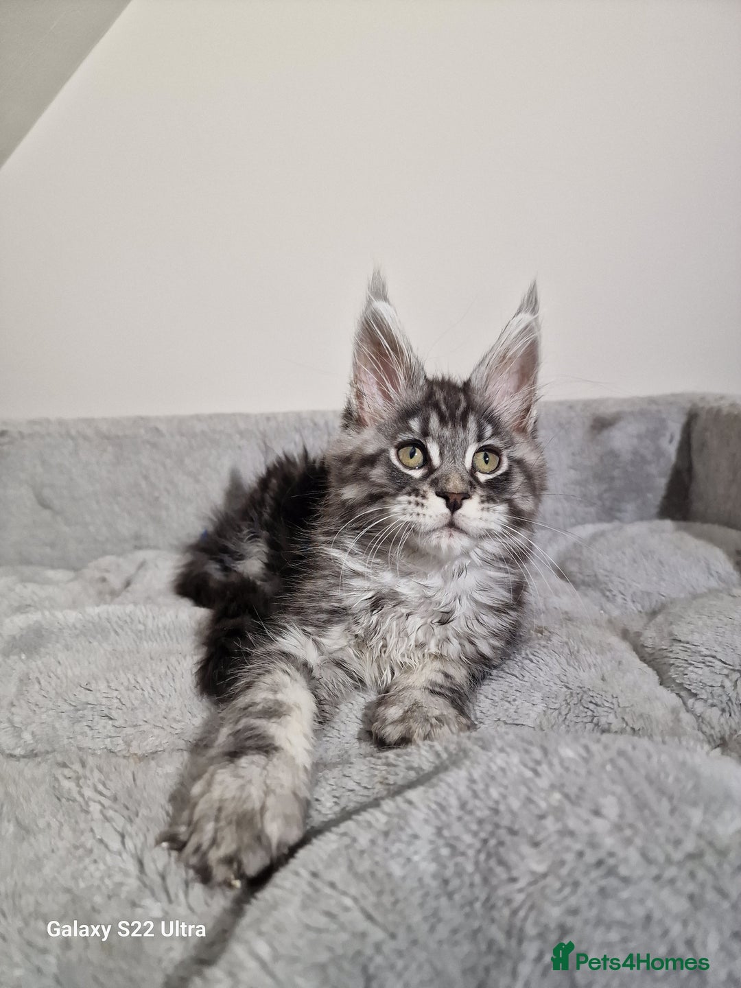 Maine Coon cats for sale: 💥Pure Maine coon😻 - Advert 7