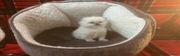 Persian cats for sale: 4 ADORABLE LITTLE CUTIE PIES, (READY 9TH JAN)  - Advert 10