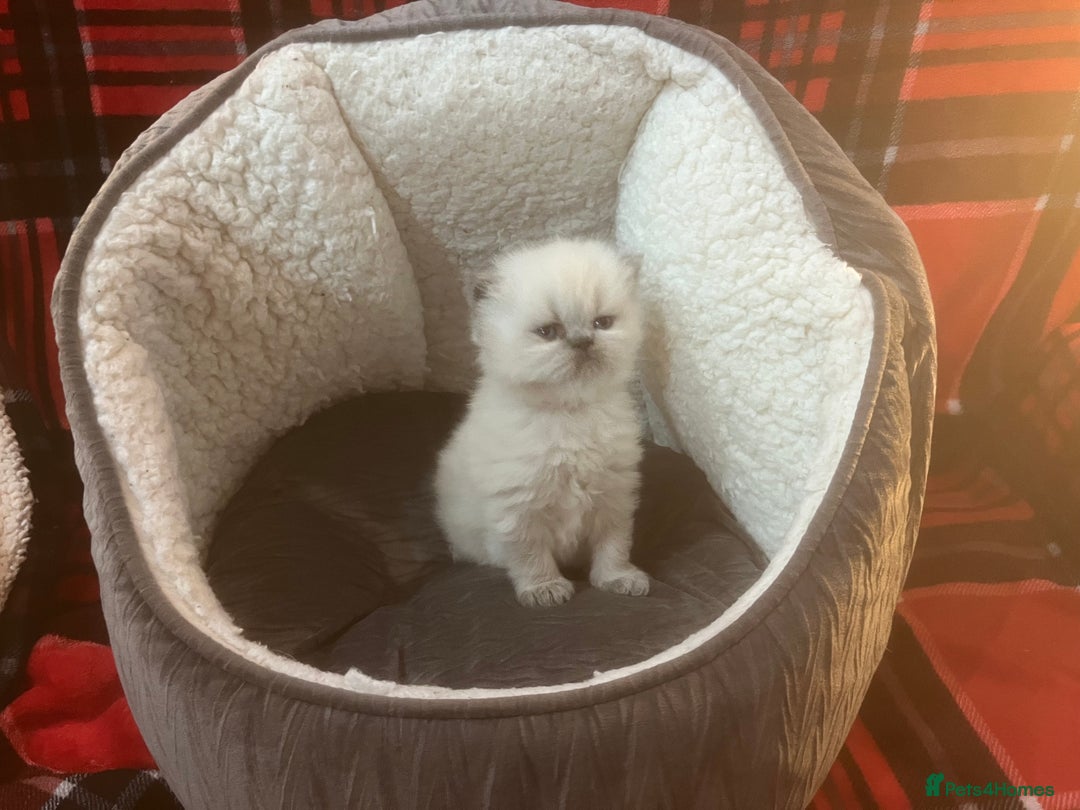 Persian cats for sale: 4 ADORABLE LITTLE CUTIE PIES, (READY 9TH JAN)  - Advert 10