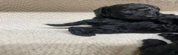 Miniature Poodle dogs for sale: Miniature poodle - Advert 6