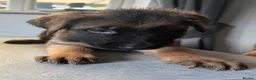 German Shepherd dogs for sale: 1 BOY LEFT!!!!!!Ready to go to new family  - Advert 12