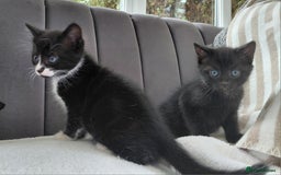 Mixed Breed cats for sale: Gorgeous Kittens for sale - Image 2