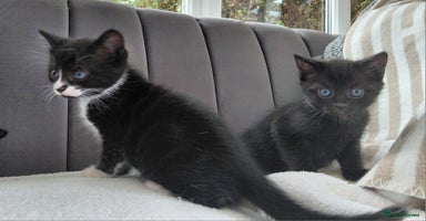 Mixed Breed cats - Advert 6