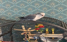 Parakeets birds for sale: Quaker parrot - Image 3