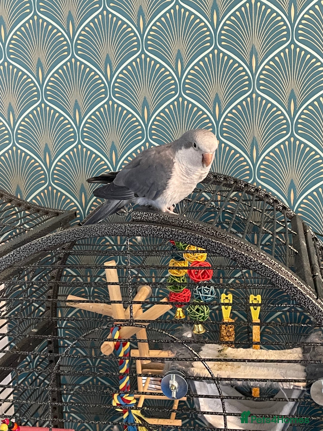 Parakeets birds for sale: Quaker parrot - Image 3