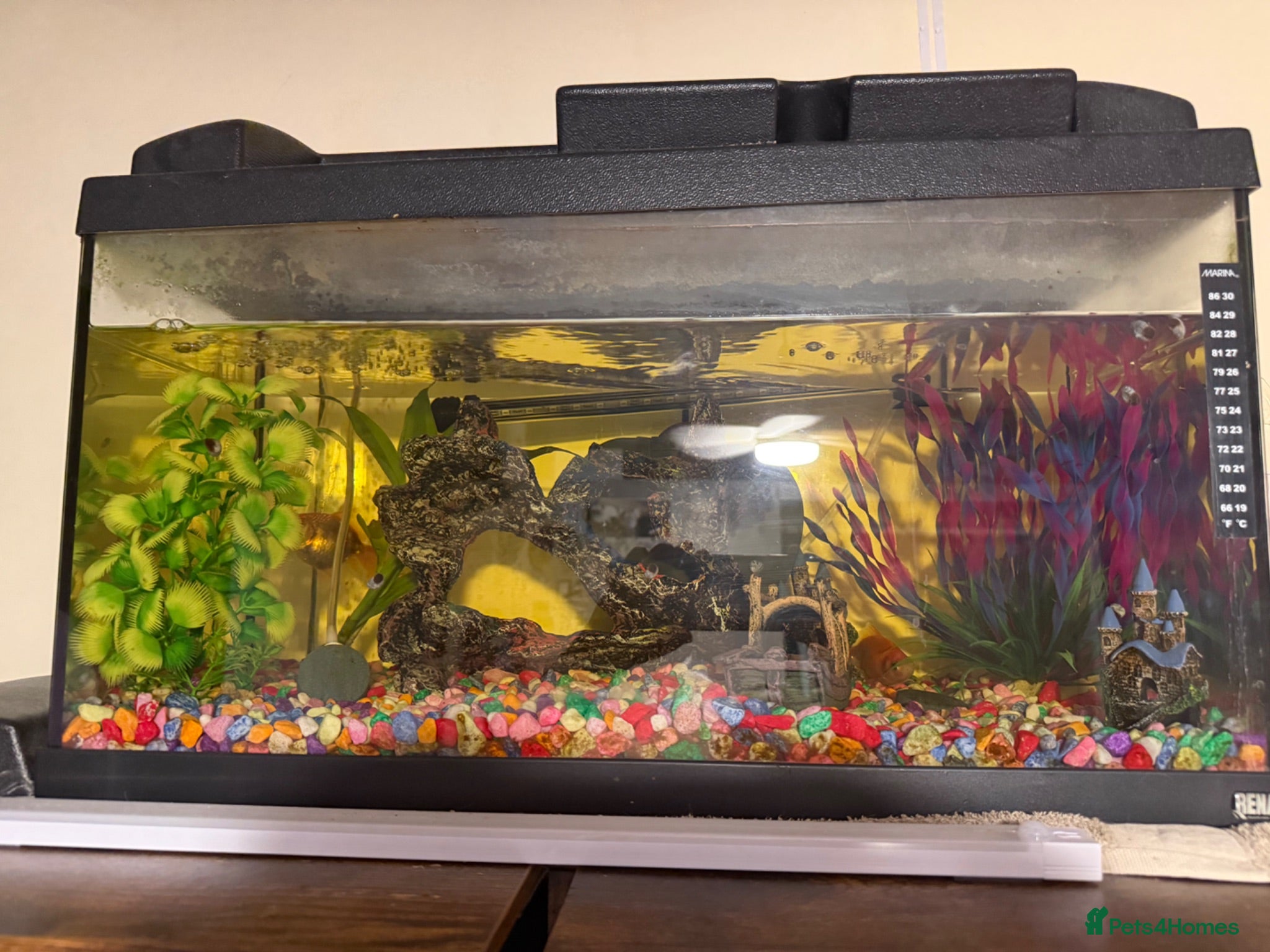 Fancy Goldfish fish 2 Fantails, tank, filter, air pump and MORE - Advert 1