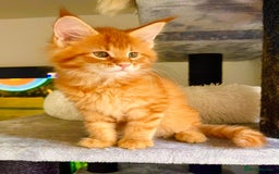 Maine Coon cats for sale: Mane Coon XXXL - Advert 12