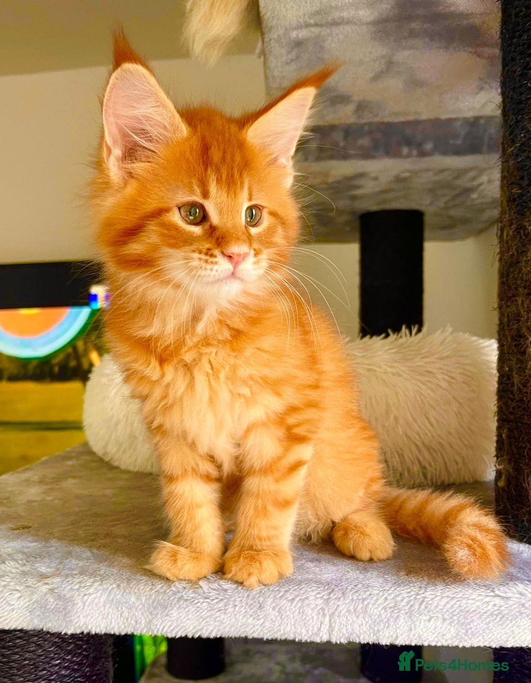 Maine Coon cats for sale: Mane Coon XXXL - Advert 12