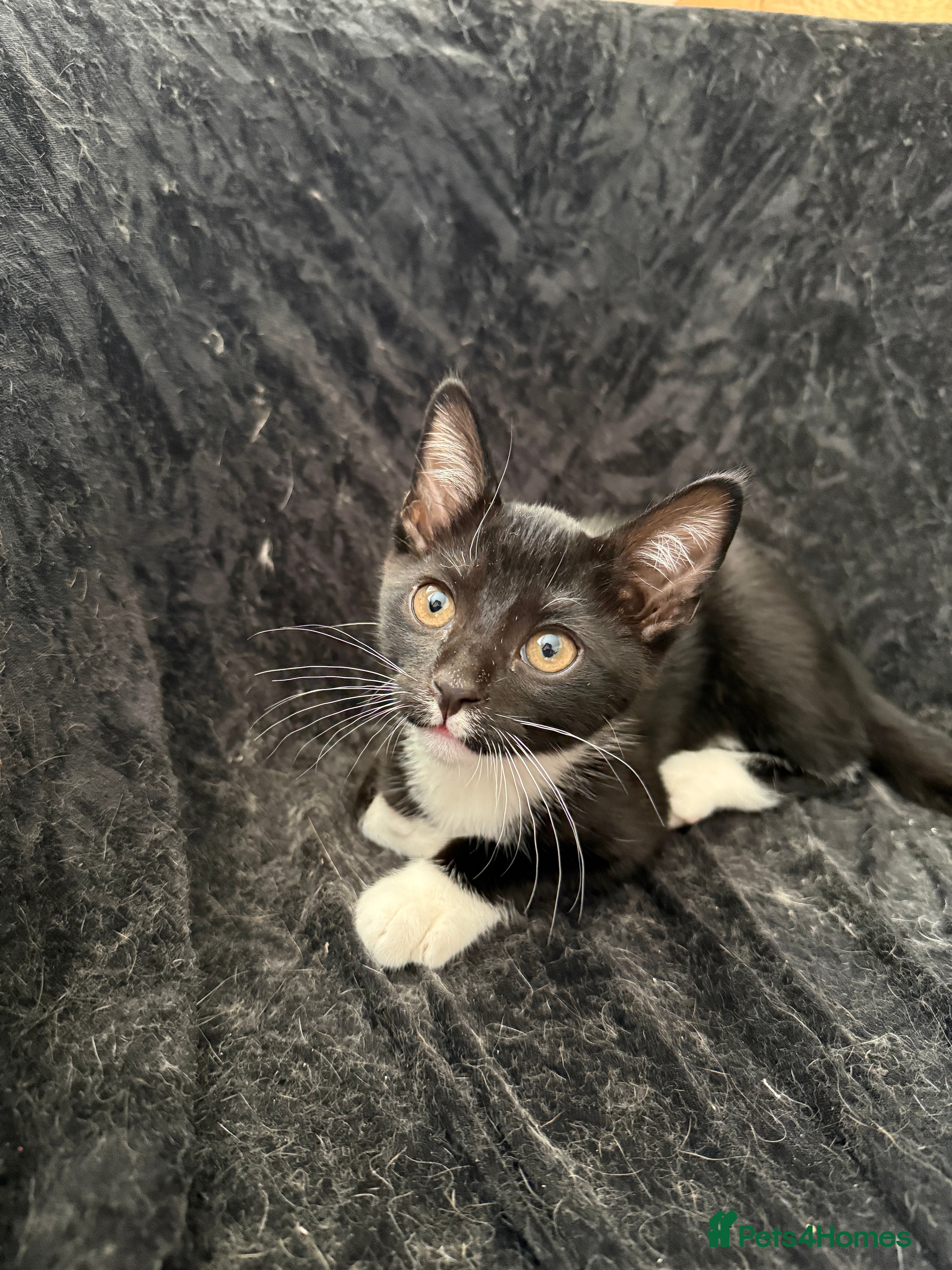 Domestic Shorthair cats for sale: Selling domestic shorthair kittens in Southall - Advert 2
