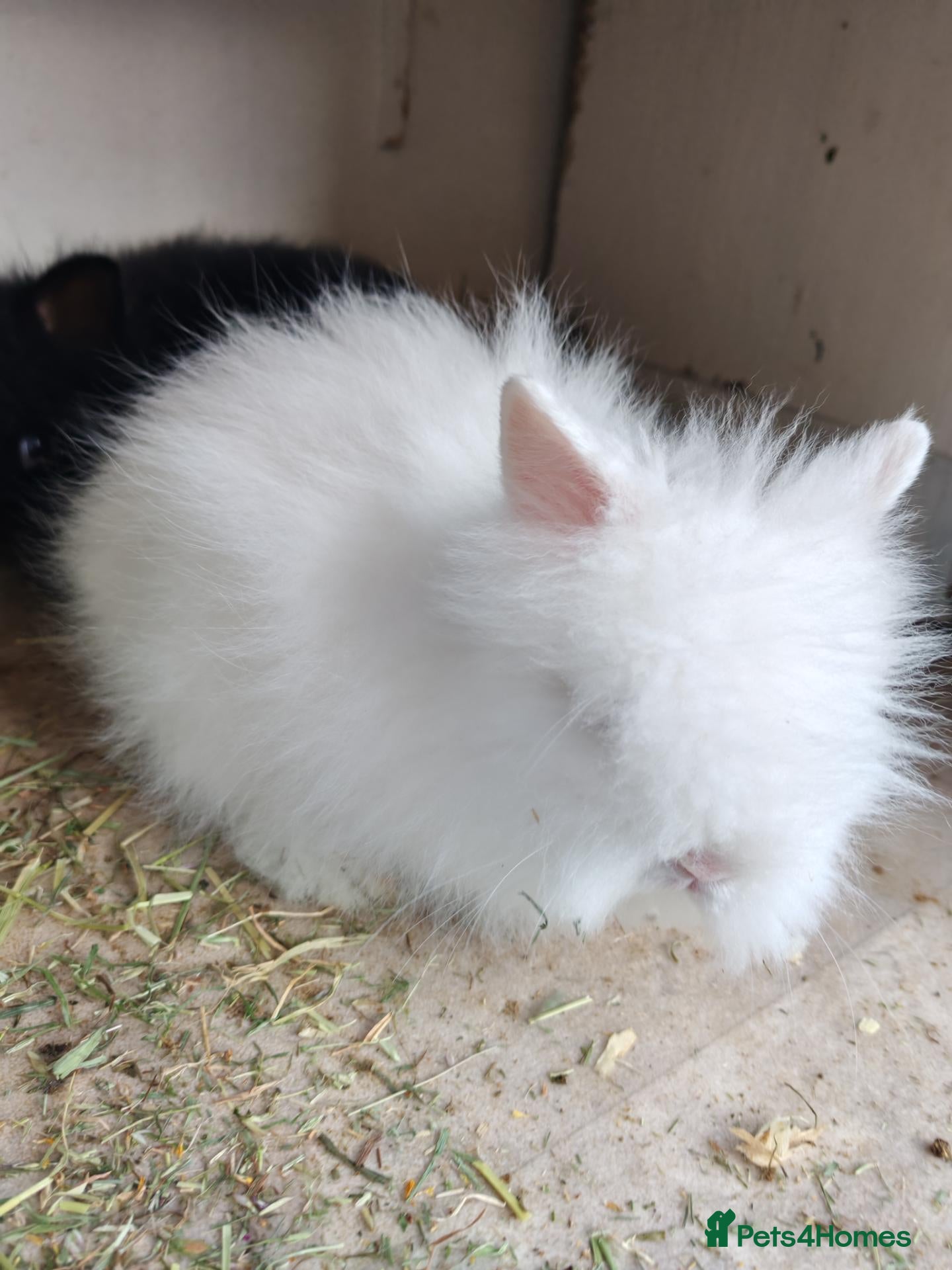 Lionhead rabbits Double maned lion head baby rabbits - Advert 10